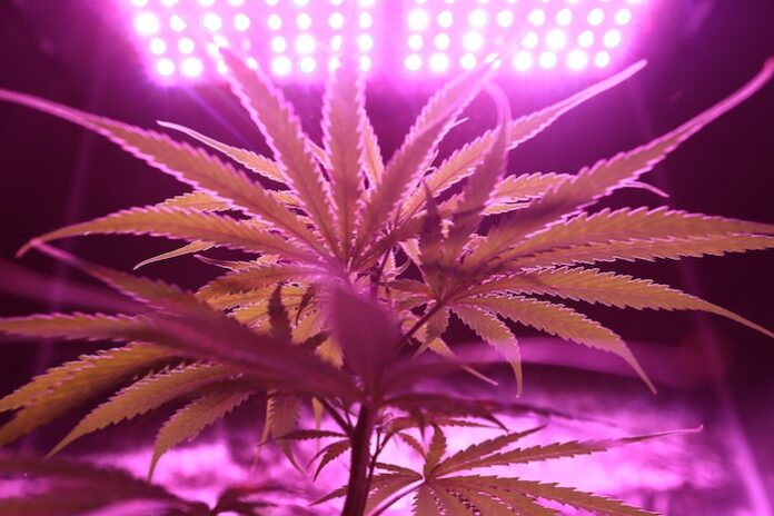 Cannabis plant