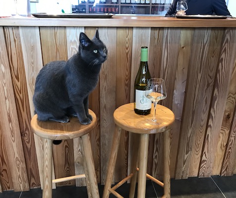 Cat at La Jasse Castel 
