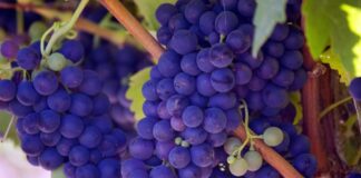 Wine grapes on vine