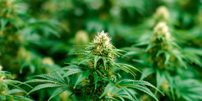 marijuana rescheduling