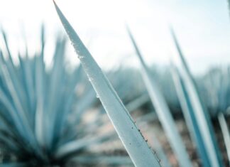 How Long Can Tequila’s Growth Last?