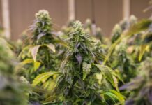Florida Supreme Court Dismisses Recreational Marijuana Measure recreational marijuana