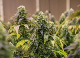 President Trump Looking to Reclassify Marijuana marijuana