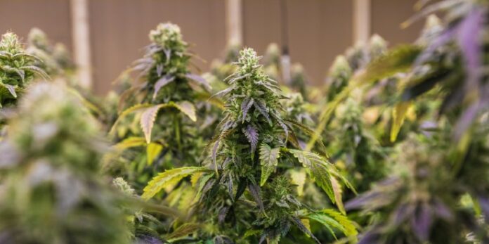 recreational marijuana