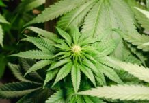 President Trump Signs Cannabis Rescheduling Order cannabis rescheduling