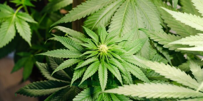 cannabis