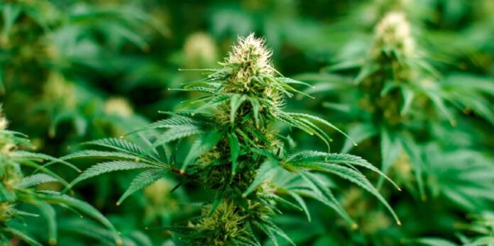 cannabis