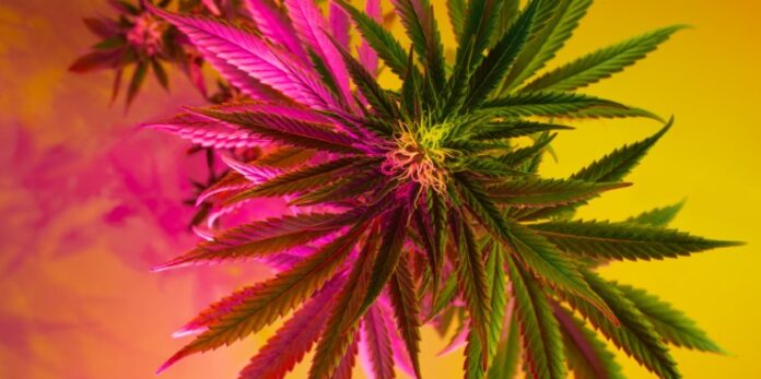 medical cannabis
