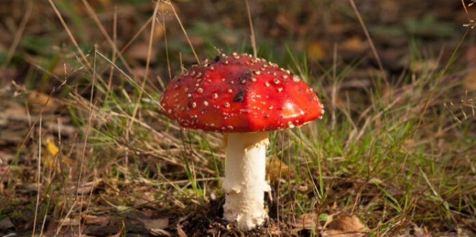 amanita muscaria