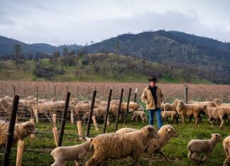 Quintessential Named CA Distributor for Shannon Family of Wines quintessential