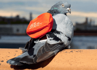 The Travel Agency Launches Cannabis Carrier Pigeon Delivery the travel agency