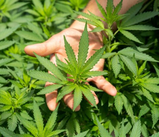 Podcast: The Future of THC Drinks After the Farm Bill Change Xander Shepherd artet podcast cannabis thc drinks beverage farm bill loophole