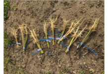 USDA Study Finds Hemp Roots May Help in Pediatric Cancer Treatment pediatric cancer