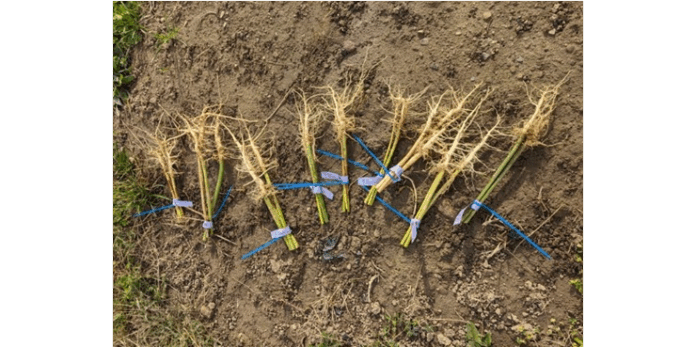 pediatric-cancer pediatric cancer