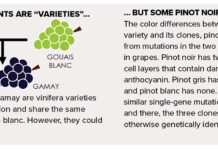 In Pinot Veritas: Grape Genetics 101