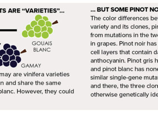 In Pinot Veritas: Grape Genetics 101