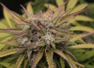THCA 101: Everything You Need to Know About This Cannabinoid thca
