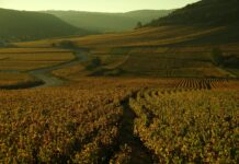 Wine Reviews: Old World Wines old world wine reviews 2026 beverage dynamics magazine france italy burgundy