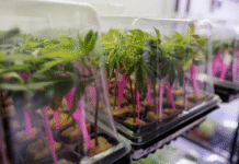 Seedsman Expands Cannabis Clone Program Across U.S.